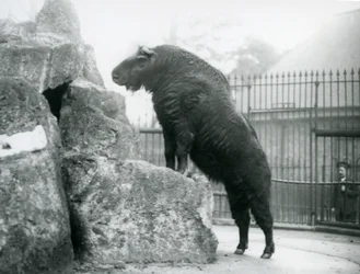 Ein Takin, auch bekannt als Rindergämse oder Gnu-Ziege, steht aufrecht mit den Vorderbeinen auf einem Felsen, London Zoo