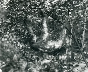 Ein Dreizehenfaultier hängt von einem belaubten Ast im Londoner Zoo, August 1920