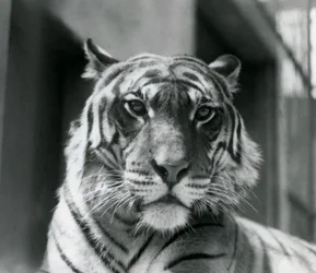 Ein Tiger im Londoner Zoo im Juli 1924