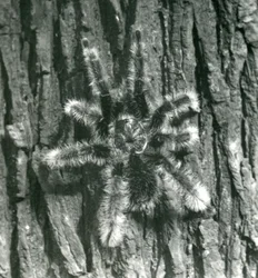 Eine Trinidad Chevron Vogelspinne auf der Rinde eines Baumstamms, Londoner Zoo, Oktober 1926