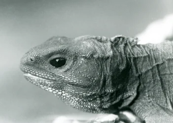 Ein Tuatara im London Zoo im Jahr 1928 (s/w Foto)
