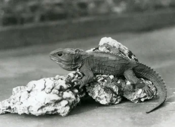Eine Brückenechse liegt 1929 auf einem Felsen im Londoner Zoo