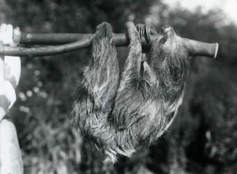 Ein Zweizehenfaultier, das an einem abgeschnittenen Ast hängt, gehalten von einem Wärter, London Zoo, 1925