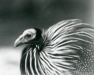 Ein Geierperlhuhn im Londoner Zoo, 1927