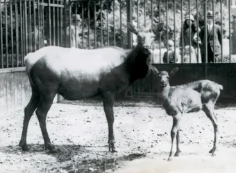 Ein Wapiti/Elch mit ihrem Kitz in ihrem Gehege, Besucher schauen durch Gitterstäbe zu, Londoner Zoo