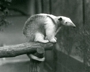 Ein junger Halsband-Tamandua sitzt am Ende eines Astes und hält sich mit seinem Greifschwanz fest, Londoner Zoo, 24. April 1925