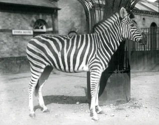 Ein Zebra steht im Gehege vor dem Zebrahaus im Londoner Zoo im Jahr 1925