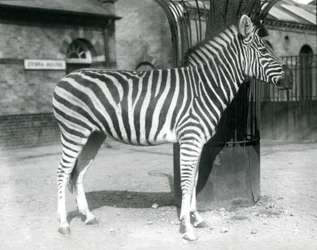 Ein Zebra steht im Paddock vor dem Zebrahaus im London Zoo, 1925