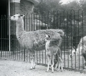 Ein Baby-Lama oder Cria mit seiner Mutter im Londoner Zoo, 1926