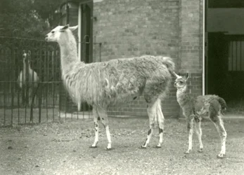 Ein Baby-Lama oder Cria mit seiner Mutter im Londoner Zoo, 1927