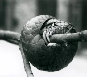Ein vom Aussterben bedrohter Chinesischer Schuppentier, der sich um einen horizontalen Ast windet, Londoner Zoo, vor 1930