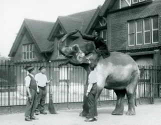 Ein geschmückter Indischer Elefant, mit drei Pflegern und Trainer, außerhalb des Elefantenhauses im Londoner Zoo im Jahr 1927