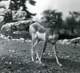 Eine weibliche Schwarzbock-Antilope im Londoner Zoo 1924