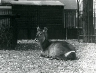 Ein weiblicher Wasserbock, Kobus ellipsiprymnus, sitzt in ihrem Gehege im Londoner Zoo, Juni 1924