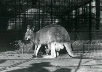 Ein weibliches rotes Känguru mit ihrem Jungen im Beutel, Londoner Zoo, 1922