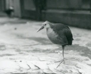 Ein Graunacken-Waldschnepfe (Aramides cajaneus) steht auf einem Bein im Londoner Zoo, September 1927