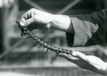 Ein Wärter hält einen Riesentausendfüßler in seinen Händen, Londoner Zoo, 1927