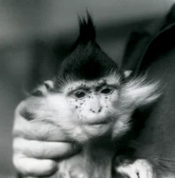 Ein Wärter hält Freckles, einen Schwarzgekrönten oder Kongo-Mangaben, Londoner Zoo, 1924