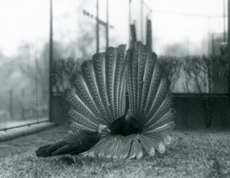 Ein männlicher Argusfasan, Balzdisplay, mit einem Weibchen neben ihm, London Zoo, Januar 1926