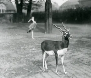 Ein männlicher Schwarzbock oder Indische Antilope im Londoner Zoo, Oktober 1926