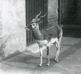 Ein männlicher Schwarzbock steht in seinem Gehege im Londoner Zoo im Juni 1925