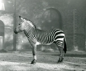 Ein männliches Bergzebra x Hartmanns Bergzebra steht in seinem Gehege im Londoner Zoo, September 1927