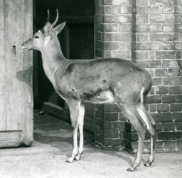 Ein männlicher Südlicher Schilfbock steht an der Tür des Antilopenhauses, Londoner Zoo, 6. Oktober 1927