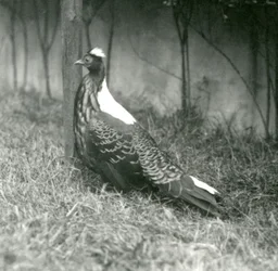 Ein männlicher Swinhoe-Fasan im Londoner Zoo, September 1923