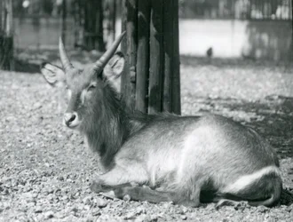 Ein männlicher Wasserbock, Kobus ellipsiprymnus, sitzt in seinem Gehege im London Zoo, 1920er Jahre
