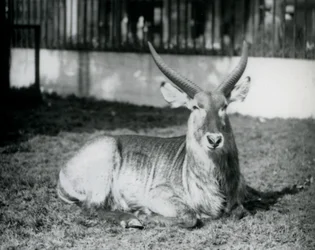 Ein männlicher Wasserbock, der im Gras in seinem Gehege im Londoner Zoo 1928 liegt