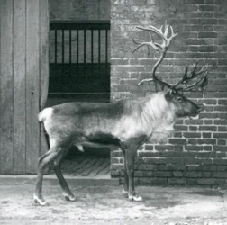 Ein ausgewachsener Rentierhirsch steht in seinem Gehege im Londoner Zoo im Jahr 1925