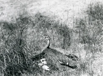 Eine fast bedrohte Arabische Trappe, die ihre Flügel ausbreitet, nahe am Boden, in einem Grasbüschel, Londoner Zoo, Juli 1925