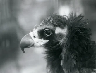 Ein fast bedrohter Eurasischer Mönchsgeier im Londoner Zoo, 1927