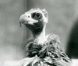 Ein potenziell gefährdeter Mönchsgeier im Londoner Zoo, Juli 1926