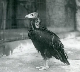 Ein fast bedrohter Eurasischer Mönchsgeier im Londoner Zoo, 1927