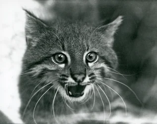 Eine fast bedrohte Pampaskatze/Pantanal-Katze/Colocolo im Londoner Zoo 1929