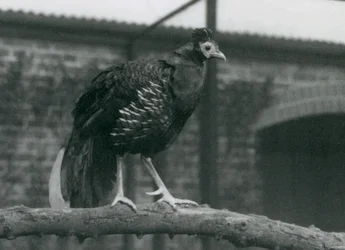 Ein fast bedrohter Viellots Feuerback im Londoner Zoo, 1927