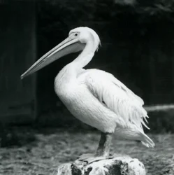 Ein Pelikan auf einem Baumstumpf im Londoner Zoo im September 1925