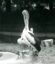 Ein Pelikan, der auf einem Baumstumpf steht und seinen Hals putzt, Londoner Zoo, September 1925