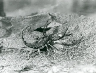 Ein Skorpion im Londoner Zoo, 1929 (s/w Foto)