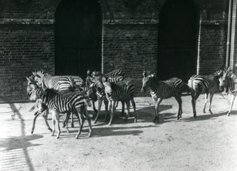 Eine kleine Herde von Chapmans Zebras im Londoner Zoo im Jahr 1924
