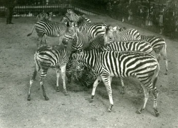 Eine kleine Herde von Chapmans Zebras, einschließlich Jungtiere, London Zoo, 1923