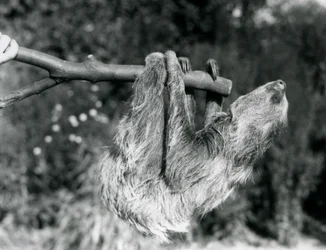 Ein Zweifingerfaultier, das an einem abgeschnittenen Ast hängt, gehalten von einem Pfleger, Londoner Zoo, September 1925