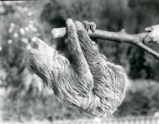 Ein Zweifingerfaultier, das an einem abgeschnittenen Ast hängt, gehalten von einem Pfleger, Londoner Zoo, September 1925
