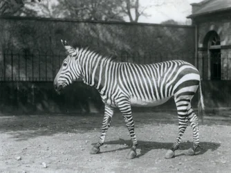 Ein gefährdetes Hartmann-Zebra steht in seinem Gehege im London Zoo