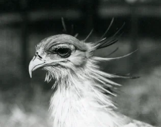 Ein verletzlicher Sekretärvogel im Londoner Zoo im Jahr 1928 (s/w Foto)