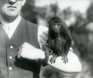 Ein junger Schwarzer Brüllaffe sitzt auf dem Arm eines Mannes mit seinem Greifschwanz um dessen Handgelenk gewickelt, Londoner Zoo, 1923