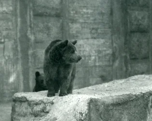 Ein junger Braunbär im Londoner Zoo, Juni 1914