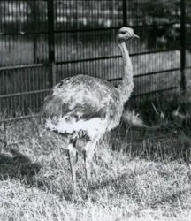 Ein junger Darwin-Strauß, der auf Gras steht, neben dem Zaun seines Geheges, Londoner Zoo