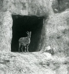Ein junger Griechischer Steinbock, der im Eingang einer Höhle in den künstlichen Felsen der Mappin-Terrassen steht, Londoner Zoo, August 1927